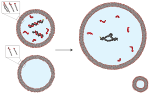 Primitive cell homeostasis diagram: vesicle growth dilutes inhibitory oligonucleotides and activates an encapsulated ribozyme (Engelhart, Adamala, Szostak, Nature Chemistry 2016)