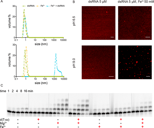 Three-panel figure: A) dynamic light scattering size distributions for dsRNA and Fe2+ alone vs combined, showing condensate formation; B) fluorescence microscopy of RNA condensates at pH 6.5 and 9.0 with and without 50 mM Fe2+; C) gel time course (1–16 min) of nonenzymatic RNA copying with poly-dT template using Mg2+ or Fe2+ as catalyst