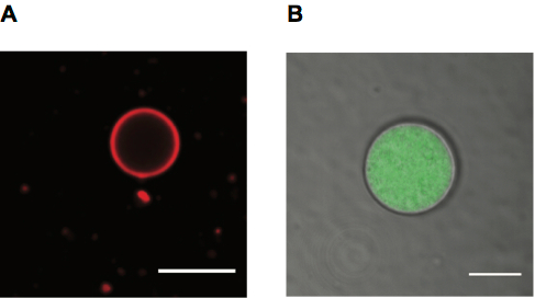 Preparation, Purification, and Use of Fatty Acid-containing Liposomes