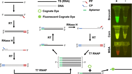 Highly specific, multiplexed isothermal pathogen detection with fluorescent aptamer readout