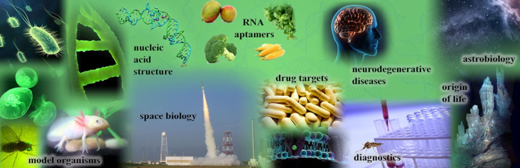 Collage banner depicting Engelhart Laboratory research themes: nucleic acid structure, RNA aptamers (Broccoli), model organisms (axolotl, jellyfish, bacteria), space biology (rocket launch), drug targets, diagnostics, neurodegenerative diseases, and astrobiology