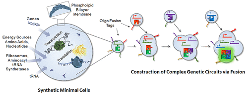 Programmable Fusion and Differentiation of Synthetic Minimal Cells