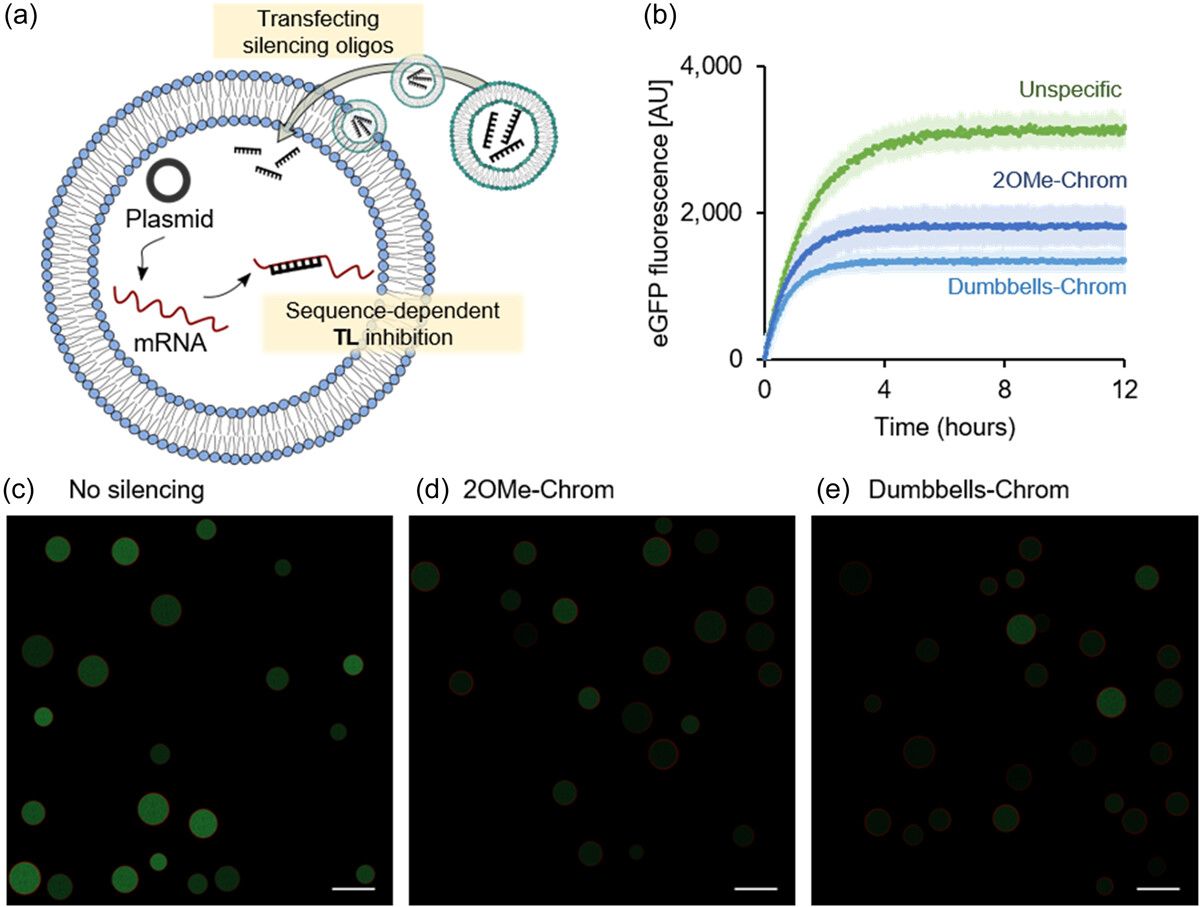 A gene expression control technology for cell-free systems and synthetic cells via targeted gene silencing and transfect