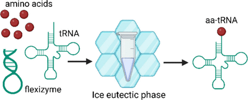 High yield, low magnesium flexizyme reactions in a water-ice eutectic phase