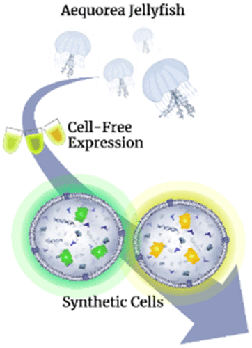 New Aequorea Fluorescent Proteins for Cell-Free Bioengineering