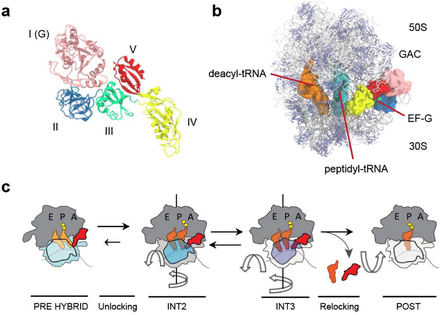 Alternate conformational trajectories in protein synthesis