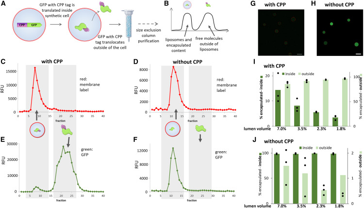 Controlled exchange of protein and nucleic acid signals from and between synthetic minimal cells
