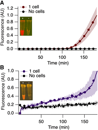 PACRAT: Pathogen detection with aptamer-detected cascaded recombinase polymerase amplification-in vitro transcription