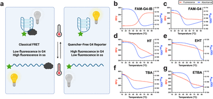 Quencher-free fluorescence monitoring of G-quadruplex folding